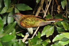 Chrysococcyx cupreus