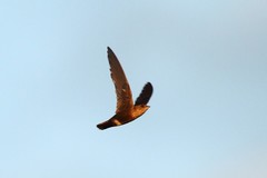 Telacanthura ussheri