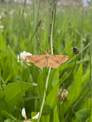 Idaea rufaria