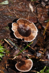 Hydnellum auratile