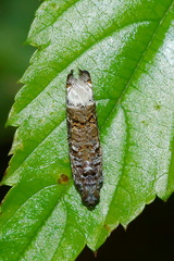 Strepsicrates rhothia