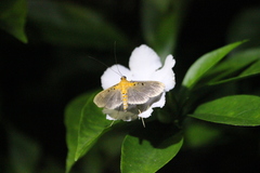 Filodes fulvidorsalis