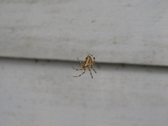 Araneus diadematus