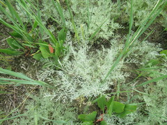 Artemisia nitrosa