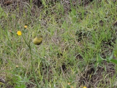 Spinus psaltria
