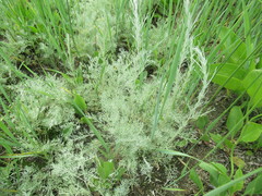 Artemisia nitrosa