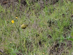 Spinus psaltria