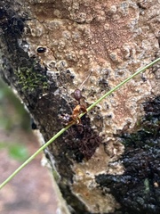 Ophiocordyceps camponoti-floridani