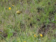 Spinus psaltria