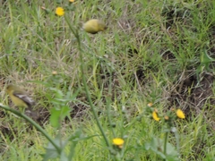 Spinus psaltria