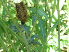 Argemone pleiacantha