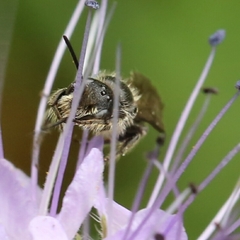 Chelostoma