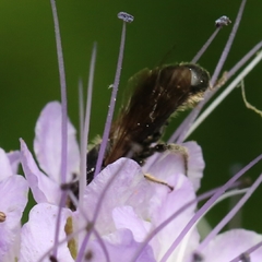 Chelostoma