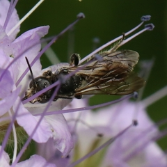 Chelostoma