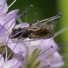 Chelostoma