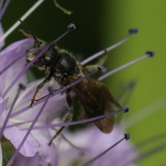 Chelostoma