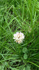 Trifolium repens