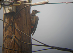 Dendrocopos syriacus