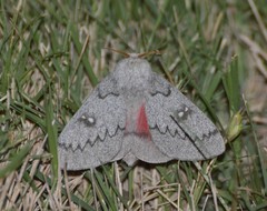 Syssphinx heiligbrodti