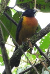 Lanio fulvus