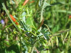 Argemone pleiacantha