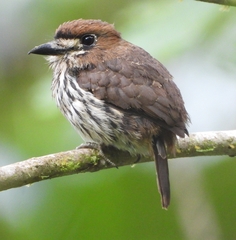 Micromonacha lanceolata