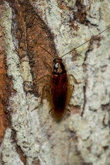 Macrophyllodromia rufidula