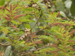 Adenanthera