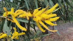 Acacia leptocarpa