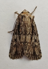 Dichagyris signifera