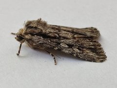 Dichagyris signifera