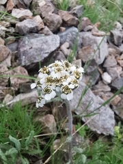 Achillea nana