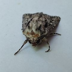 Dichagyris signifera