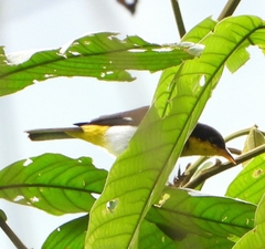 Hemithraupis flavicollis