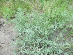 Suaeda corniculata