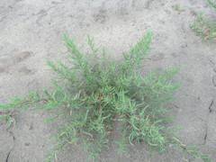 Suaeda corniculata