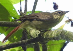 Anabacerthia ruficaudata