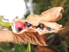 Abrus precatorius precatorius