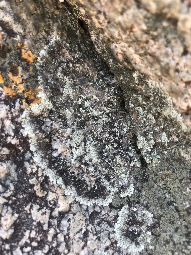 Parmotrema incrassatum