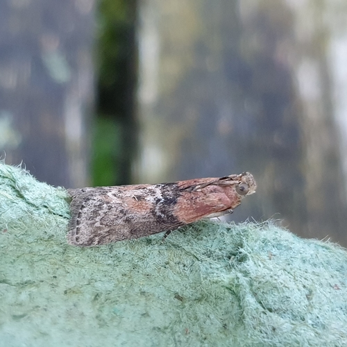 Willow Knot-horn, 1797 SL Den Hoorn Texel, Nederland, photo 6 of 10