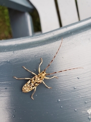 Monochamus marmorator