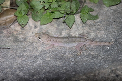 Hemidactylus bowringii