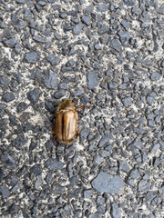 Amphimallon solstitiale