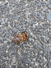 Amphimallon solstitiale