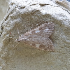 Udea olivalis