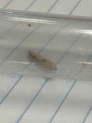 Blastobasis lacticolella