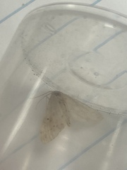 Idaea biselata
