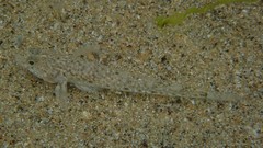 Pomatoschistus microps