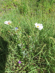 Argemone pleiacantha