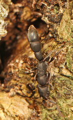 Platythyrea punctata